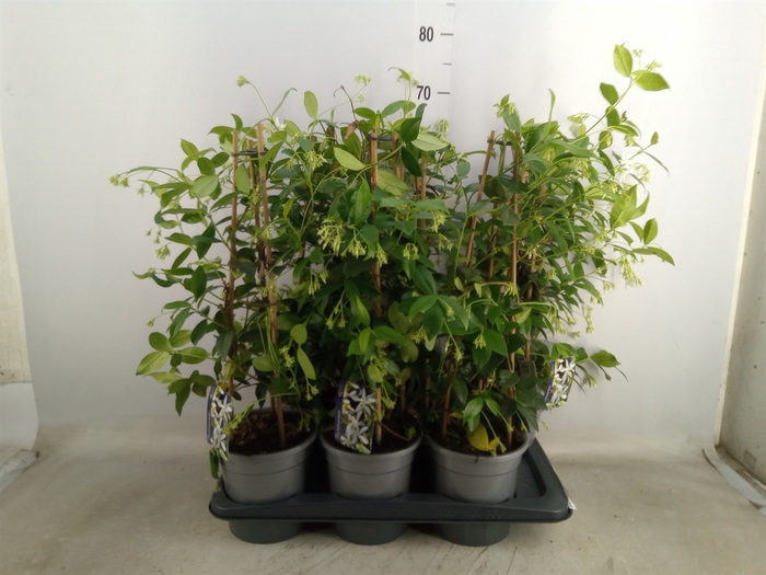 <h4>Trachelospermum jasm.</h4>