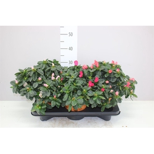 Rhododendron Si Gemengd Terracotta Pot