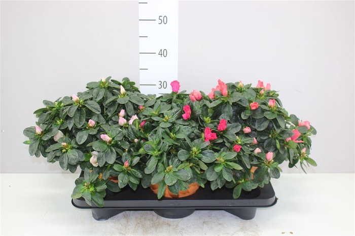 <h4>Rhododendron Si Gemengd Terracotta Pot</h4>