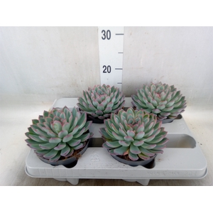 Echeveria  'Apus'