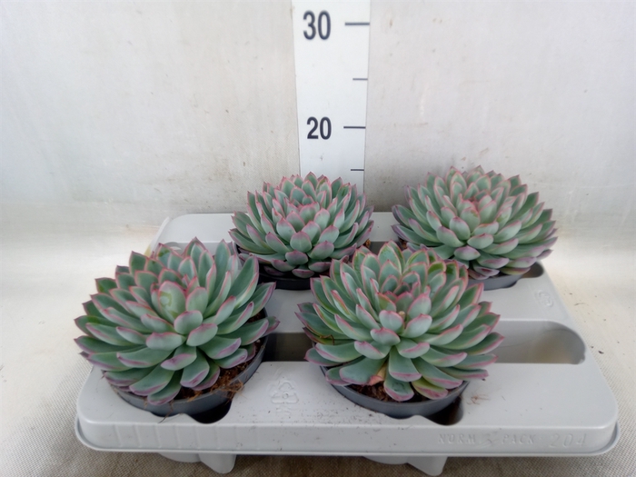 <h4>Echeveria  'Apus'</h4>