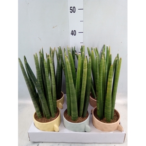 Sansevieria cyl.  ...