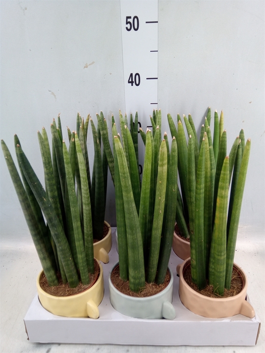 <h4>Sansevieria cyl.  ...</h4>