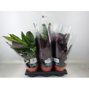 Calathea   ...mix