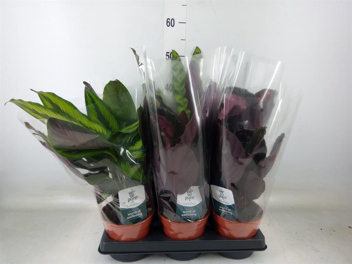 <h4>Calathea   ...mix</h4>