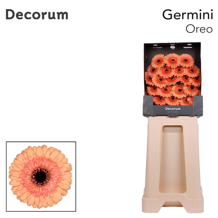 <h4>Germini Oreo Diamond</h4>