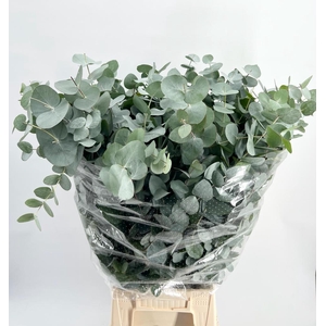 Euc. Cinerea