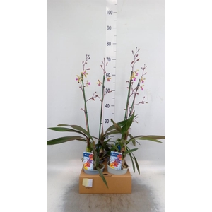 Orchideeen   ...