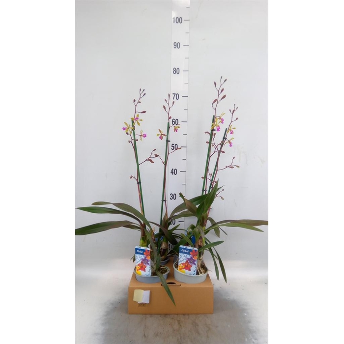 <h4>Orchideeen   ...</h4>