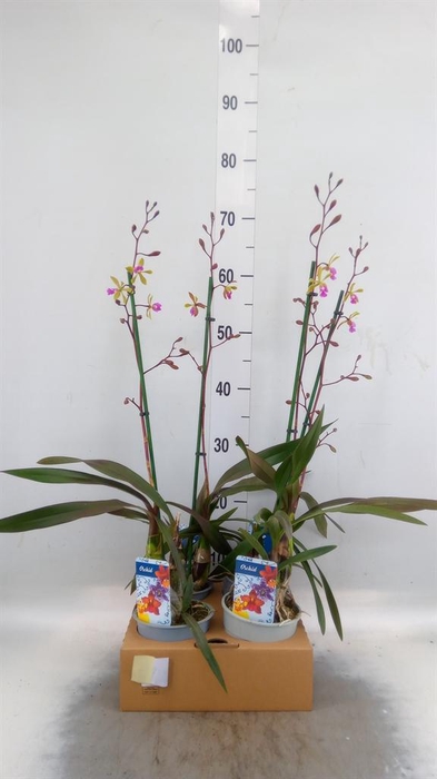 Orchideeen   ...