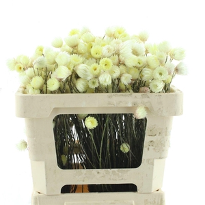 Kaaps Everlasting Yellow