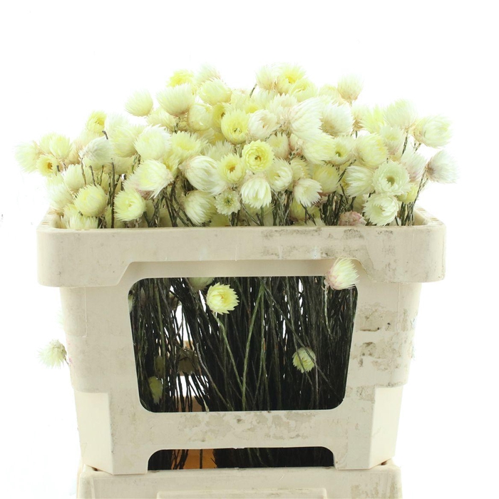 <h4>Kaaps Everlasting Yellow</h4>