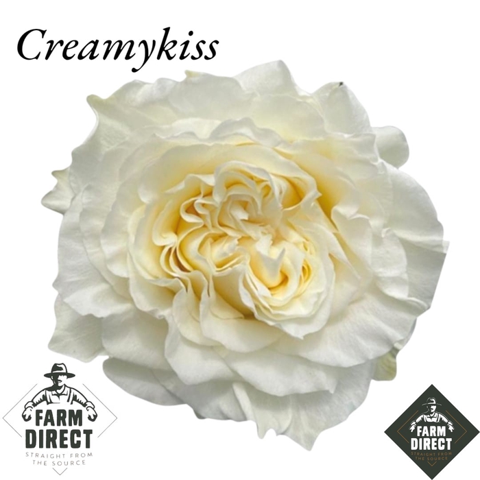 <h4>R GR CREAMYKISS</h4>