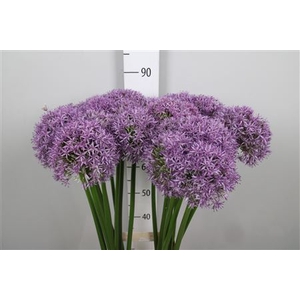 Allium Globemaster