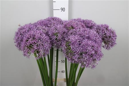 Allium Globemaster