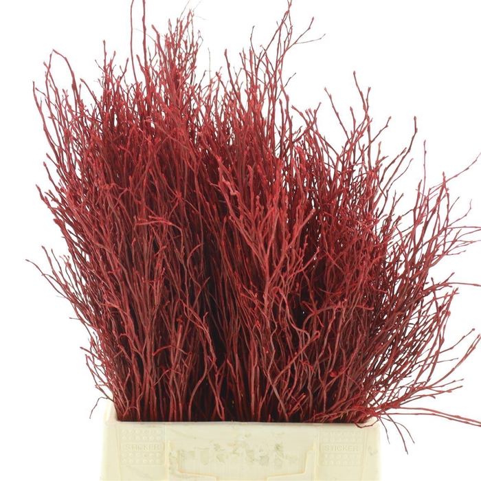 <h4>Vaccinium Myrtillus Red P Bos</h4>