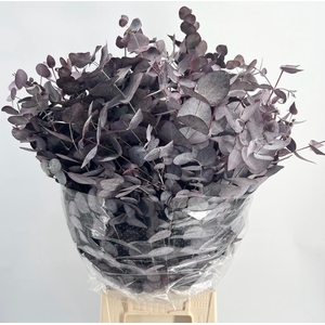 Leaf eucalyptus cinerea paint red (absorbed)