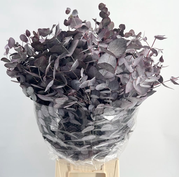 <h4>Leaf eucalyptus cinerea paint red (absorbed)</h4>