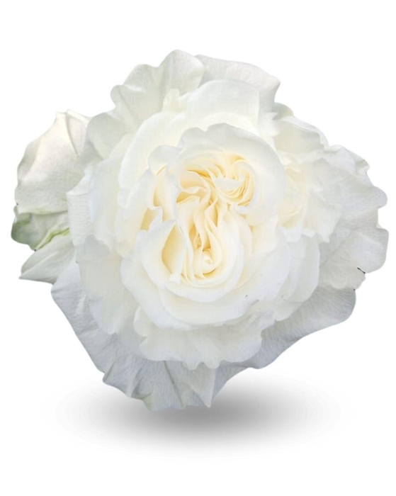 <h4>R Gr Gar Full Moon</h4>