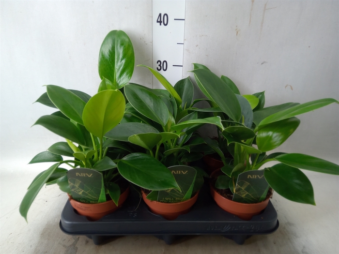 <h4>Philodendron  'Green Princess'</h4>