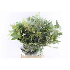 Euca Populus Berry 300 Gram