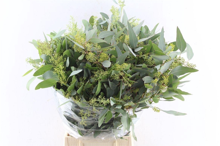 <h4>Euca Populus Berry 300 Gram</h4>