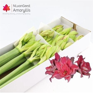 Hipp Dg Sweet Nymph X12