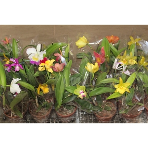 ORQUIDEA CATTLEYA P15