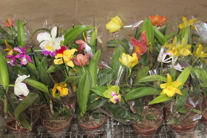 <h4>ORQUIDEA CATTLEYA P15</h4>