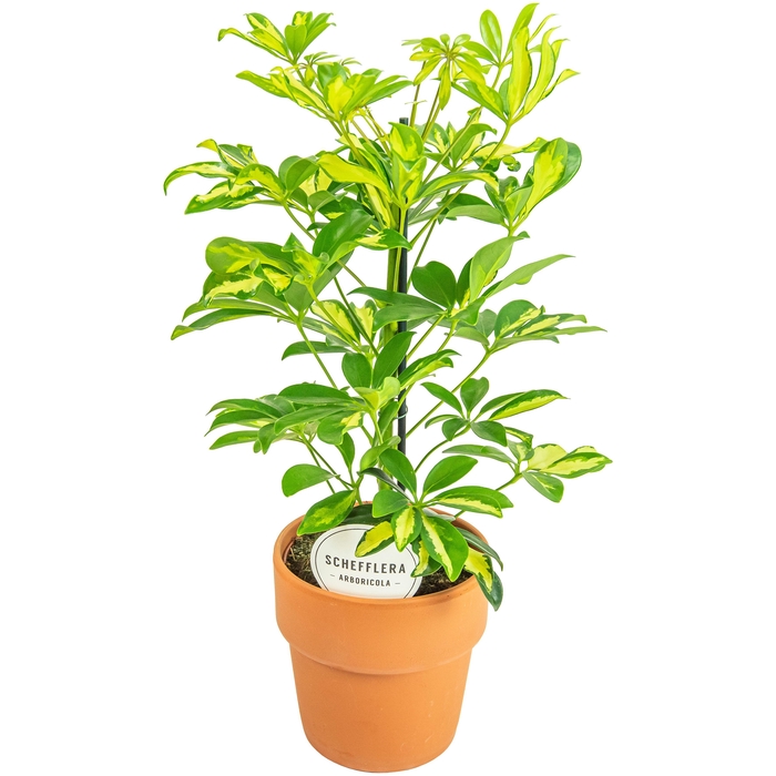 <h4>Schefflera Gerda in Terracotta Oranje</h4>
