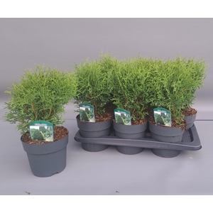 THUJA O TINY TIM