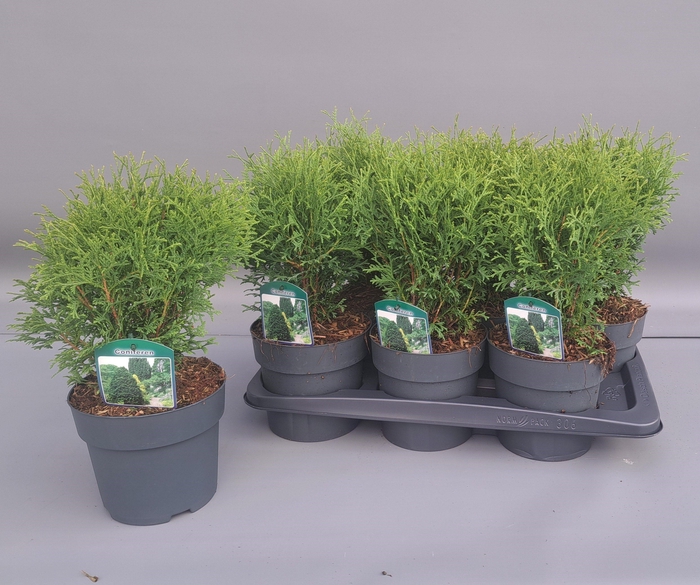 <h4>THUJA O TINY TIM</h4>