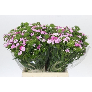 Dianthus Br Amazon Rose Magic