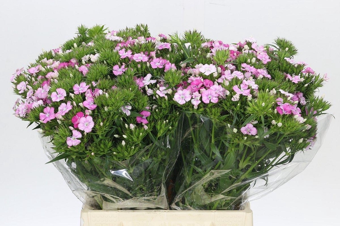 Dianthus Br Amazon Rose Magic