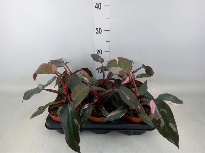 <h4>Philodendron   ...</h4>