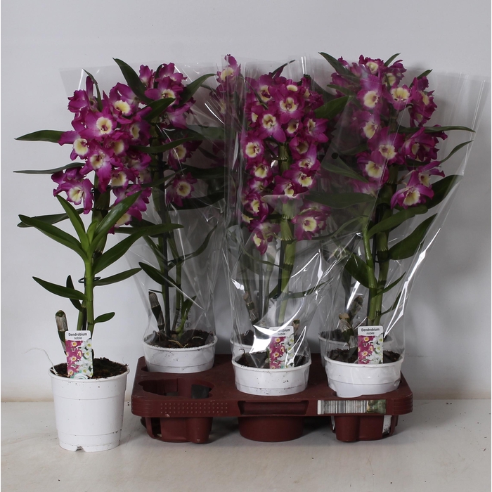 <h4>DEND NOBILE</h4>