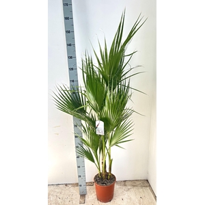 WASHINGTONIA