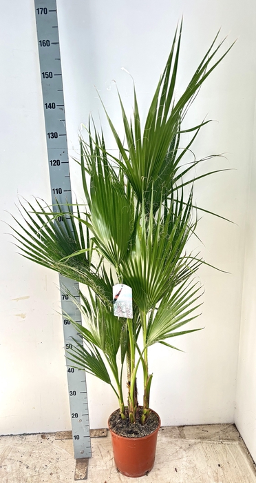 <h4>WASHINGTONIA</h4>