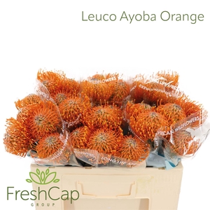 Leuco Ayoba Orange