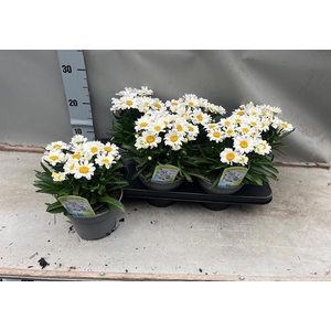 LEUC S DWARF SNOW LA