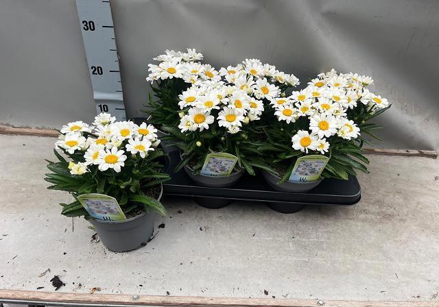 <h4>LEUC S DWARF SNOW LA</h4>