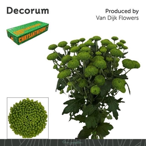 CHR T DELIGREEN