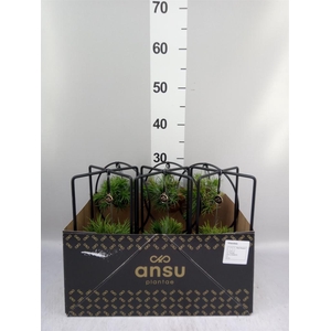 Tillandsia