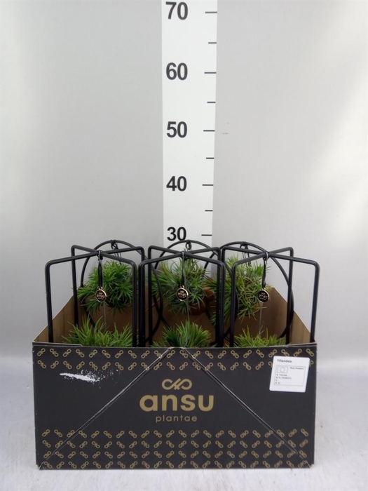 <h4>Tillandsia</h4>