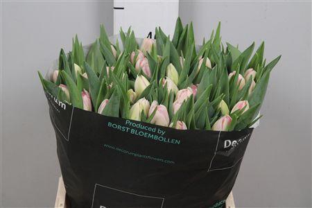 <h4>Tu Du Pink Delight</h4>