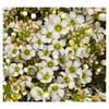 Chamelaucium Dawn Pearl