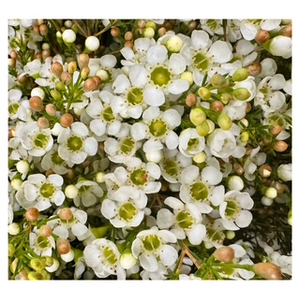 Chamelaucium Dawn Pearl