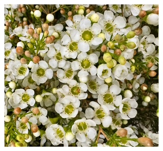 Chamelaucium Dawn Pearl