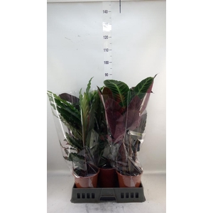 Calathea   ...mix 5