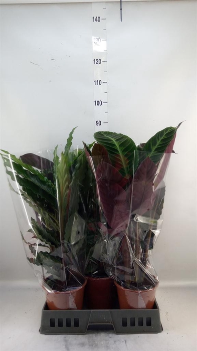 <h4>Calathea   ...mix 5</h4>